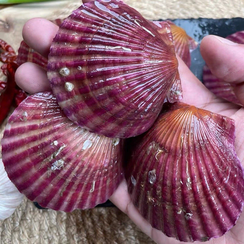 扇贝鲜活新鲜带壳野生整箱港湾批发海鲜水产贝类海捕大号特大号