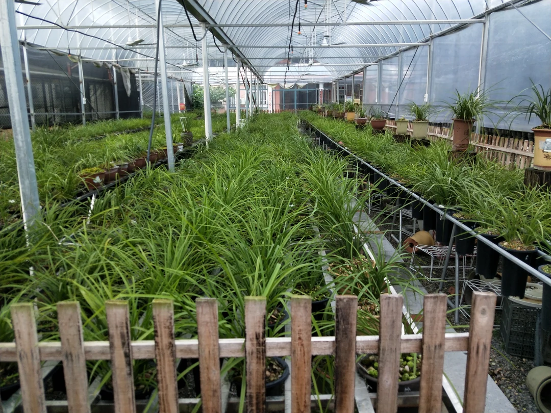 国兰小居精品兰花