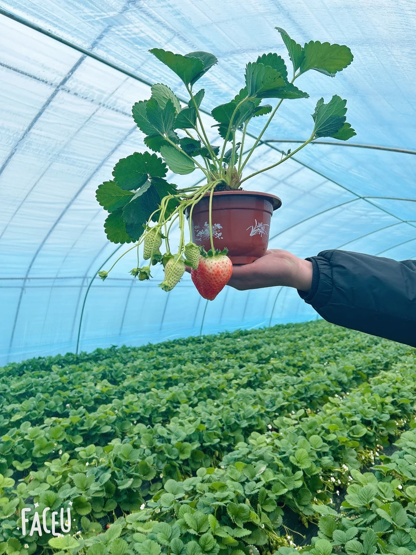 优质天仙醉草莓生产苗盆栽