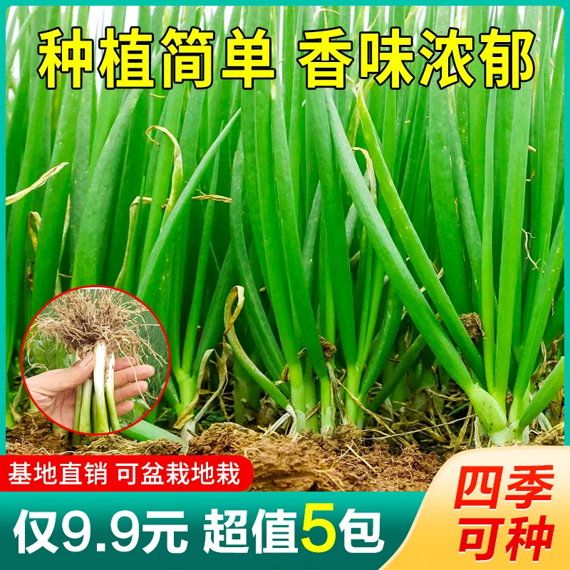 【9.9元5包】四季小香葱籽种子 四季易种 阳台室内盆栽家庭菜种子