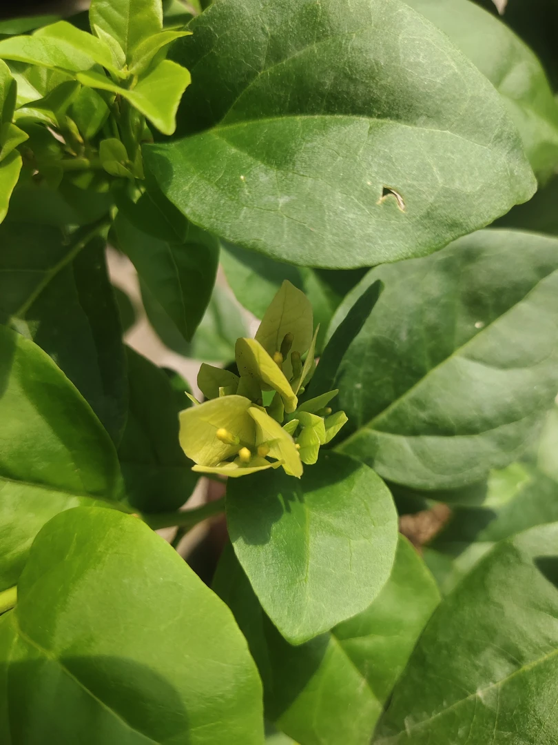 苏瓦娜系列三角梅【鲜花绿植运输过程掉花落叶所属正常、介意慎拍