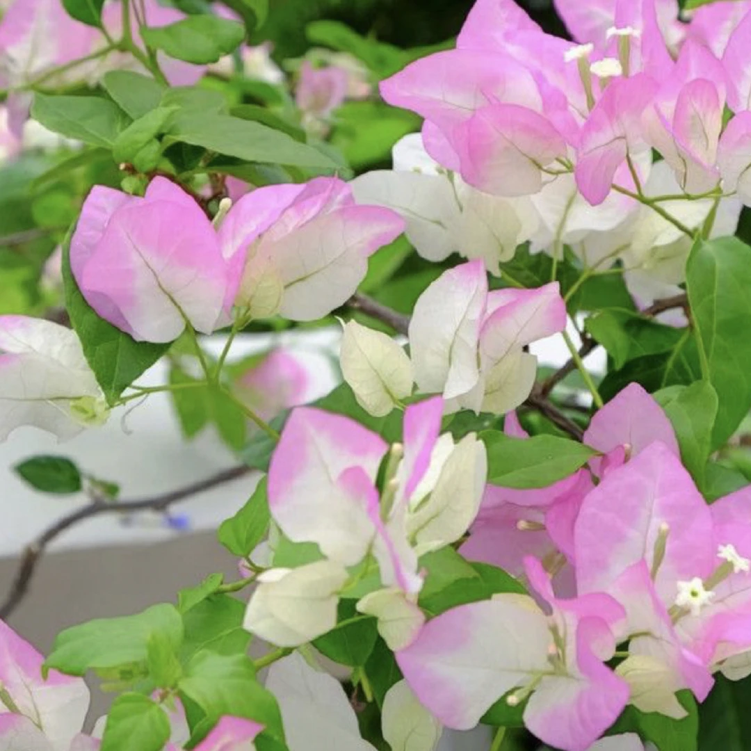 口红三角梅【鲜花绿植运输过程掉花落叶所属正常、介意慎拍