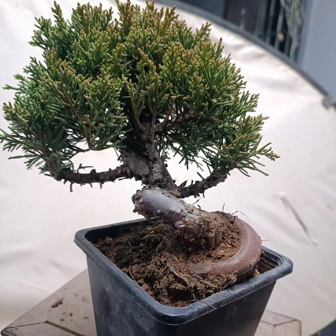 济州真柏童子老盆