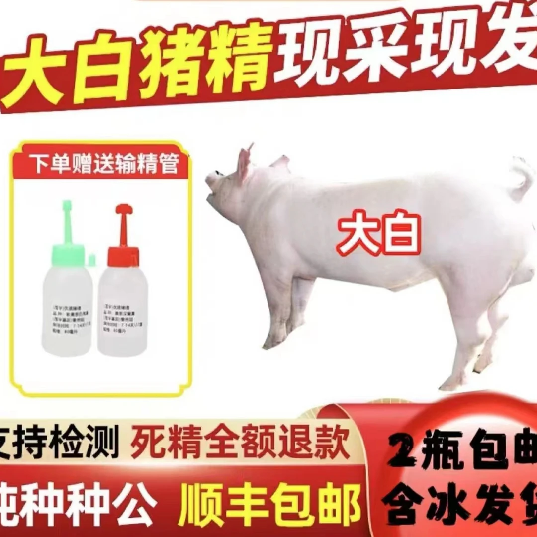 优质商品大白猪精  长白猪精精液养殖场推介用品
