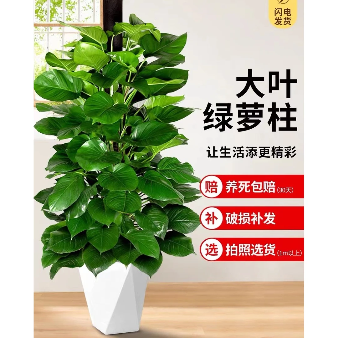 绿萝柱1.4-1.6米大型盆栽植物室内大叶绿萝净化空气开业除甲醛