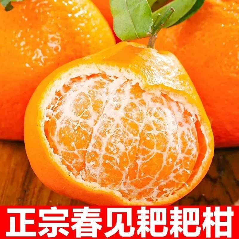 【现摘现发】四川春见耙耙柑大果新鲜应季水果整箱包邮香甜柑橘子