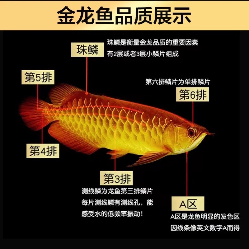 精龙阁甄选古典过背金龙观赏鱼金龙鱼养殖活体对版对鱼饲养发货