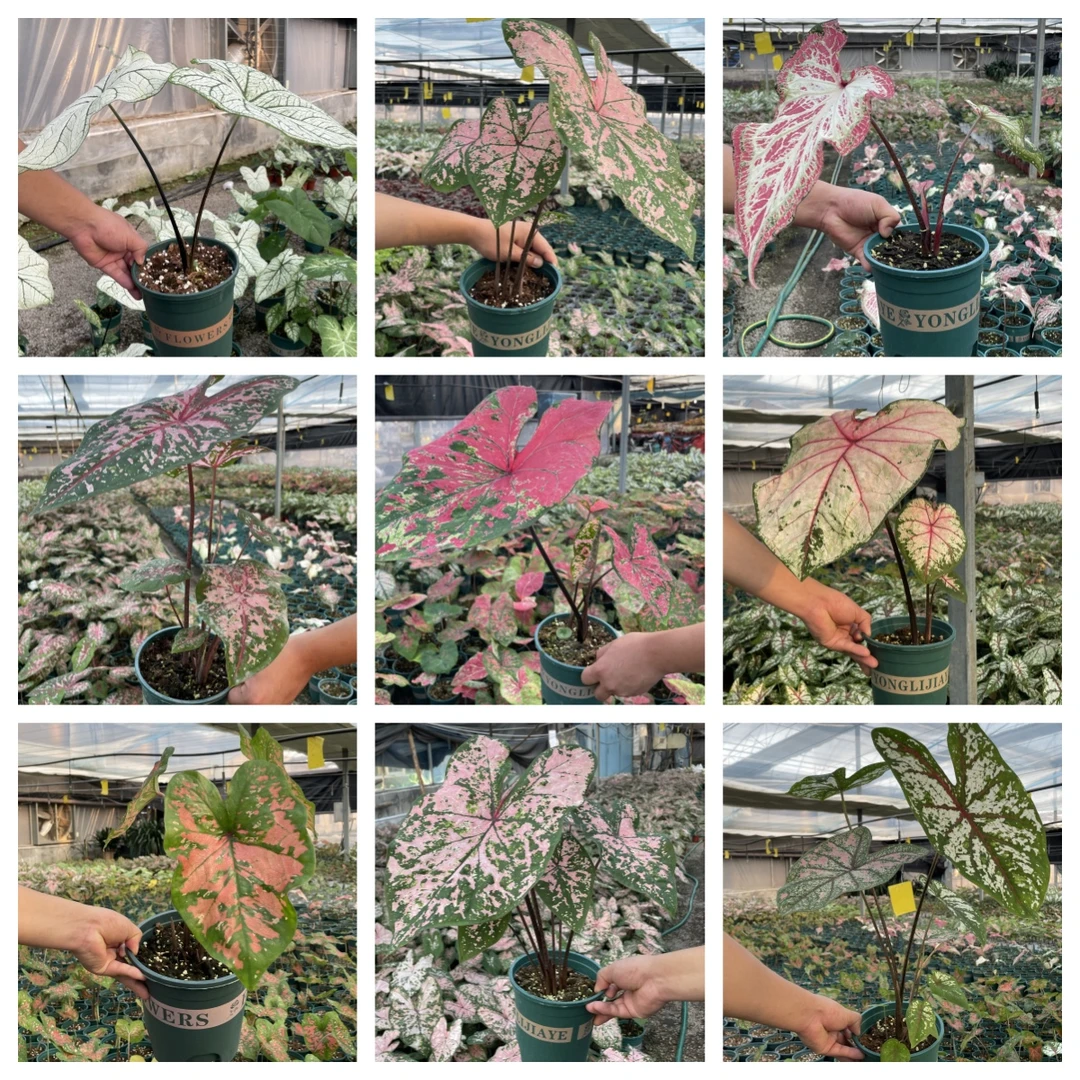 【超值组合-2盆装】大盆热植彩叶芋 直播专用链接