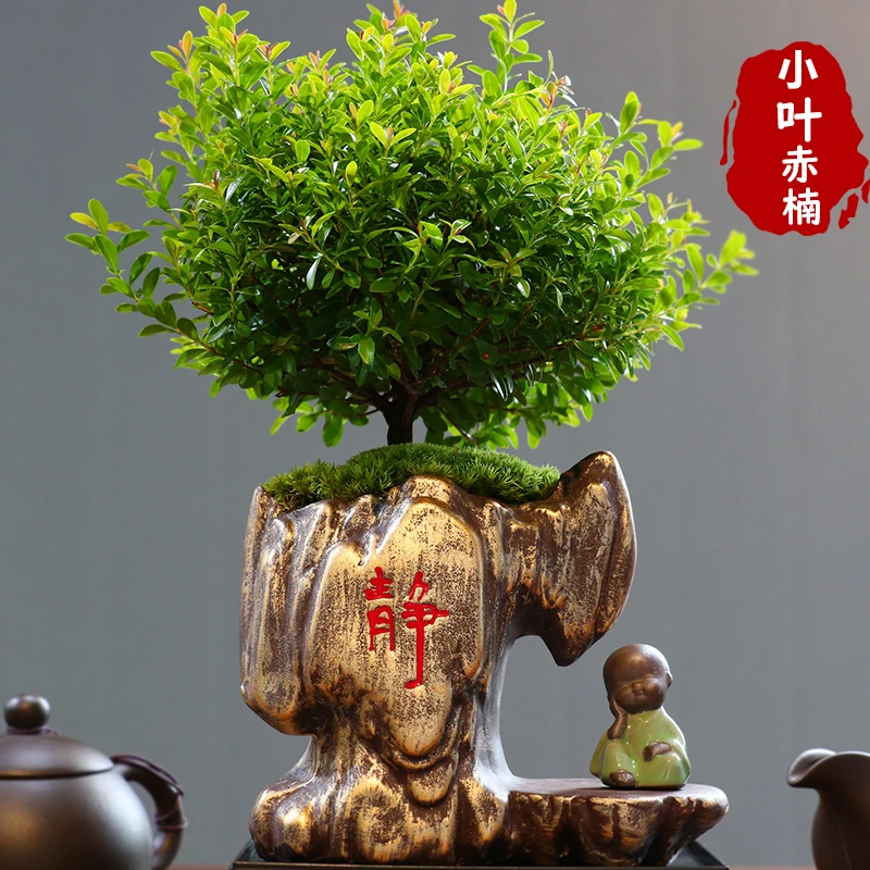 小叶赤楠老桩盆景苗植物花卉景观办公室内好养四季常青盆栽绿植