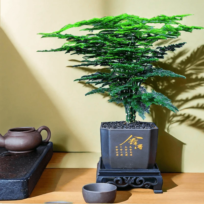 【文竹】小竹林古典中式培育茶桌书桌造型适用好养鲜活绿植