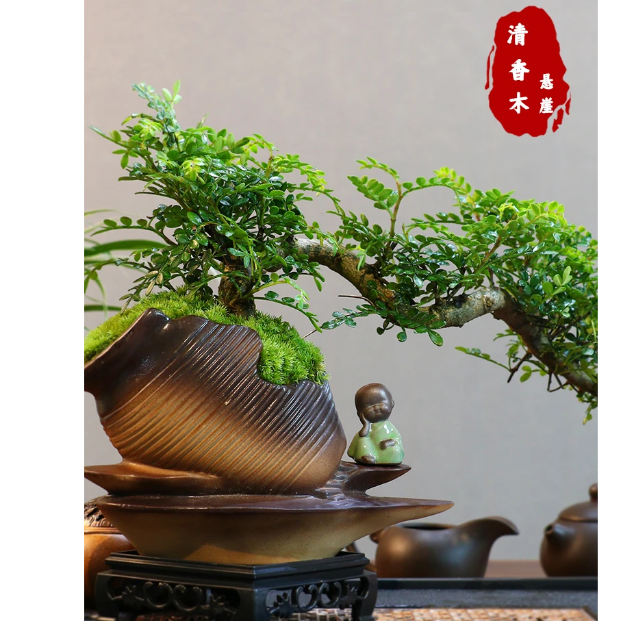 悬崖清香木盆景新中式室内好养桌面摆件绿植花卉盆栽鲜活