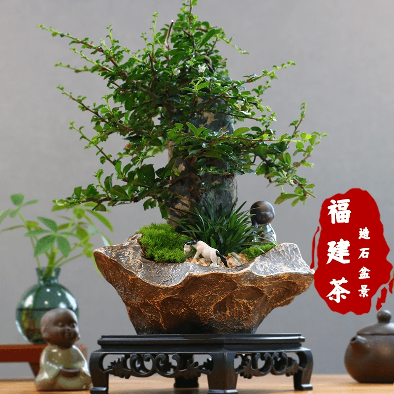 造景石头福建茶老桩悬崖盆景绿植室内茶桌办公室四季植物客厅观叶