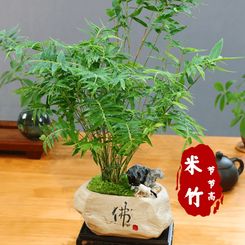 禅意/意境观音竹米竹客厅盆景办公室植物中式竹报平安盆栽花卉苗