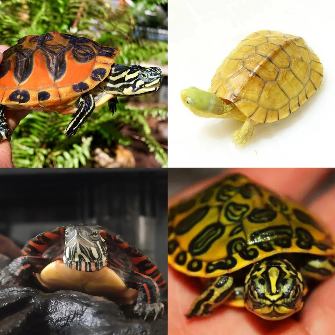 【乌龟直播专用】麝香黄头火焰剃刀小青西锦西非沼泽地图日石变异