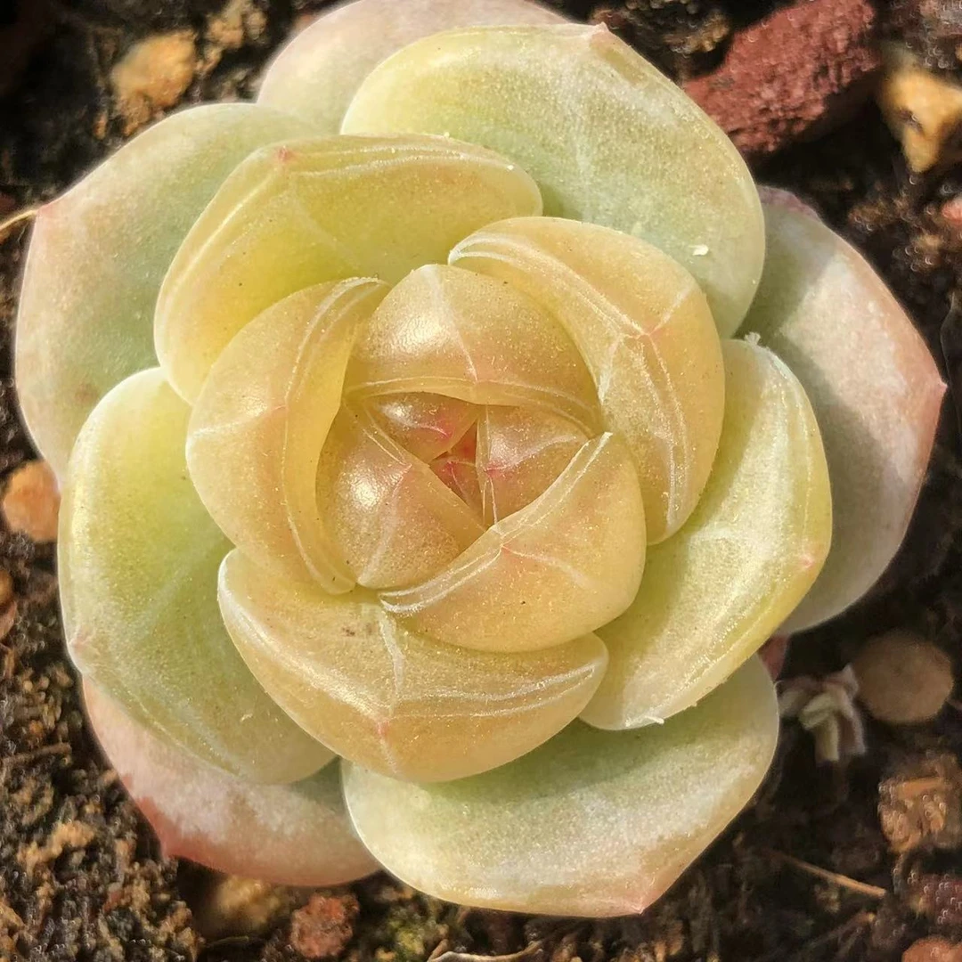 云慢花坊多肉植物一物一拍专用链接