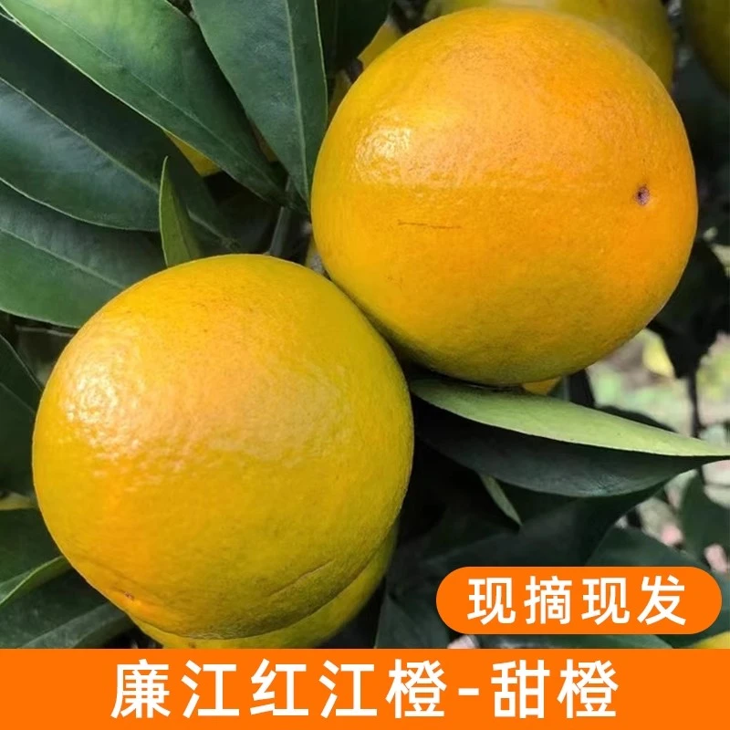 正宗廉江红江橙子湛江新鲜水果10斤大果当季红橙化州红心橙子5斤