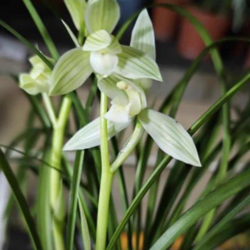 莲瓣兰:碧龙玉素2-3苗 裸根