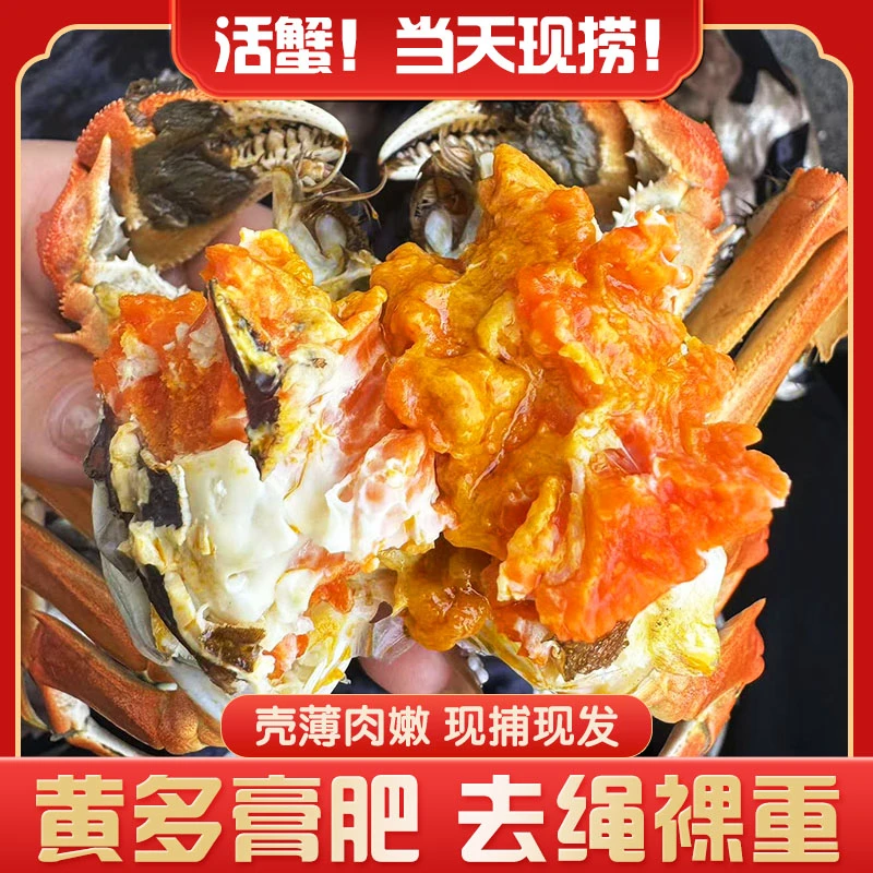 活蟹现货江苏洪泽湖母蟹1.5-1.2两10只送4只共14只全母蟹精品蟹