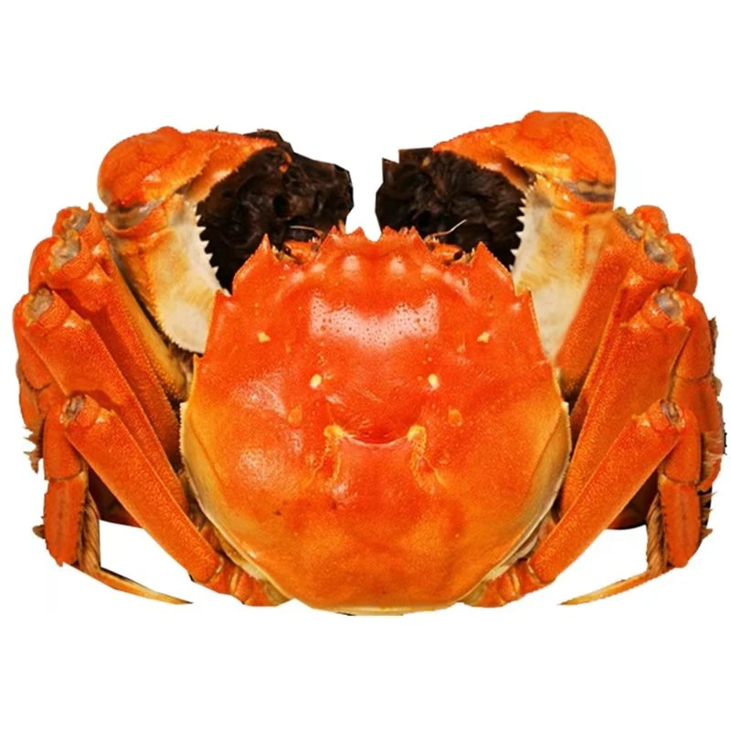 活蟹现货江苏洪泽湖河蟹母蟹1.8-2.1两8只全母蟹精品蟹