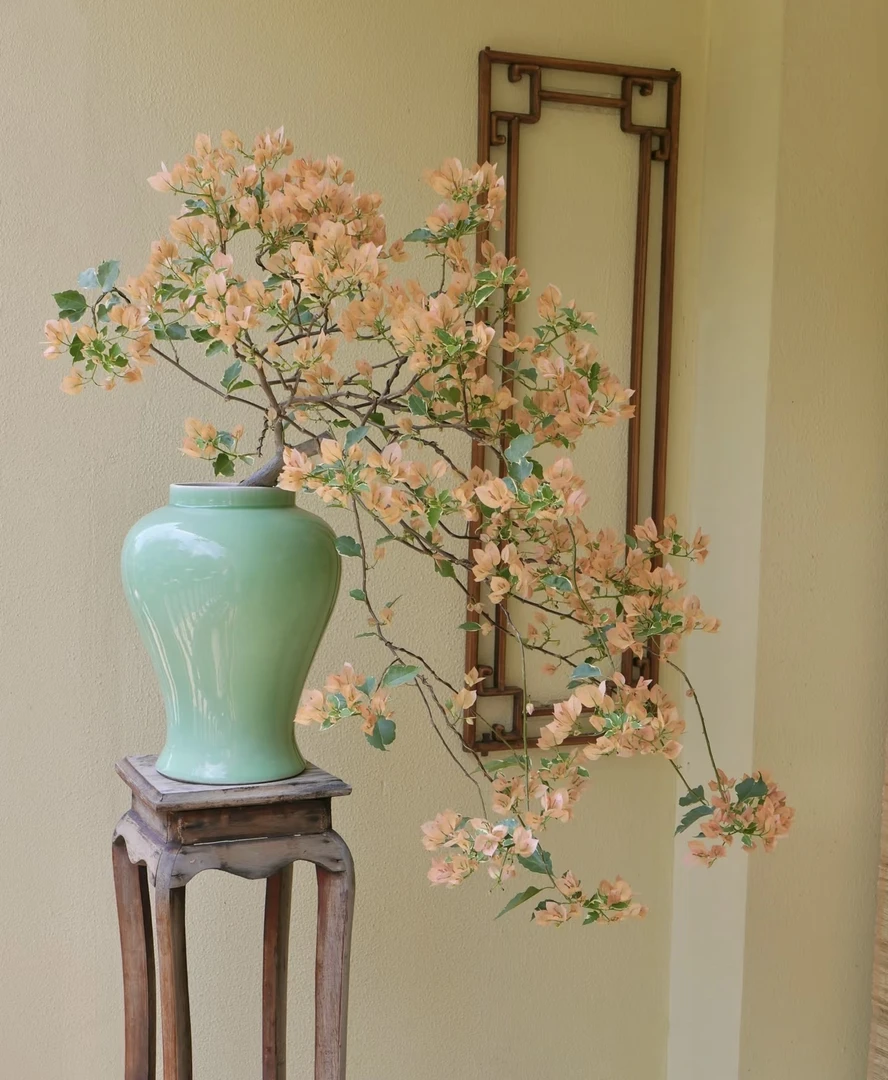 三角梅盆景桩 一物一拍改链接