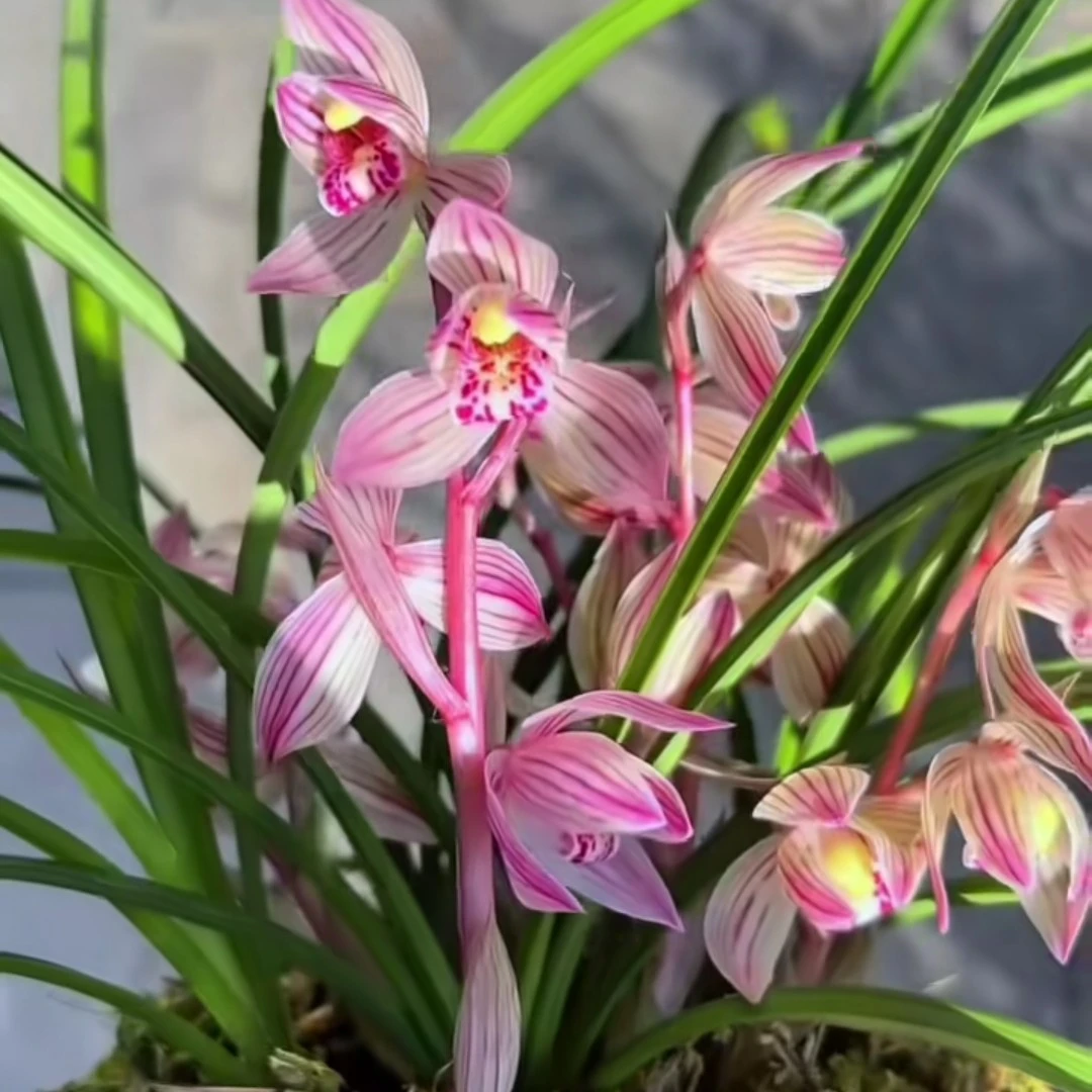 莲瓣兰   一物一拍