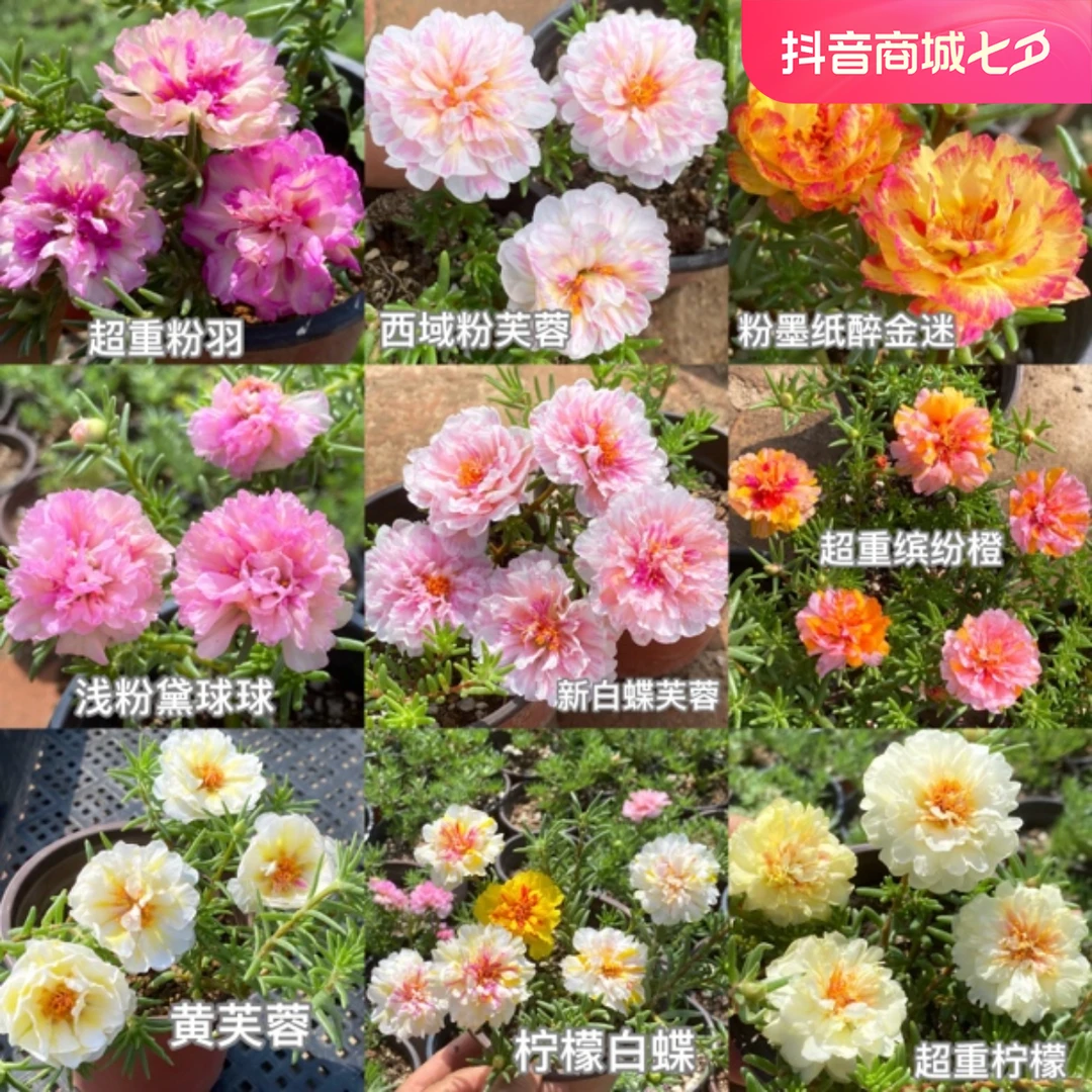 专拍一物一拍 太阳花小苗 带盆带土带花苞包对版