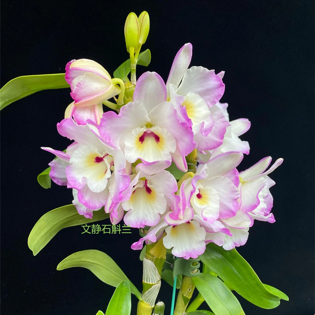 【夏夜】文静兰园杂交春石斛易养易活爆花美丽洋兰批发高端精品