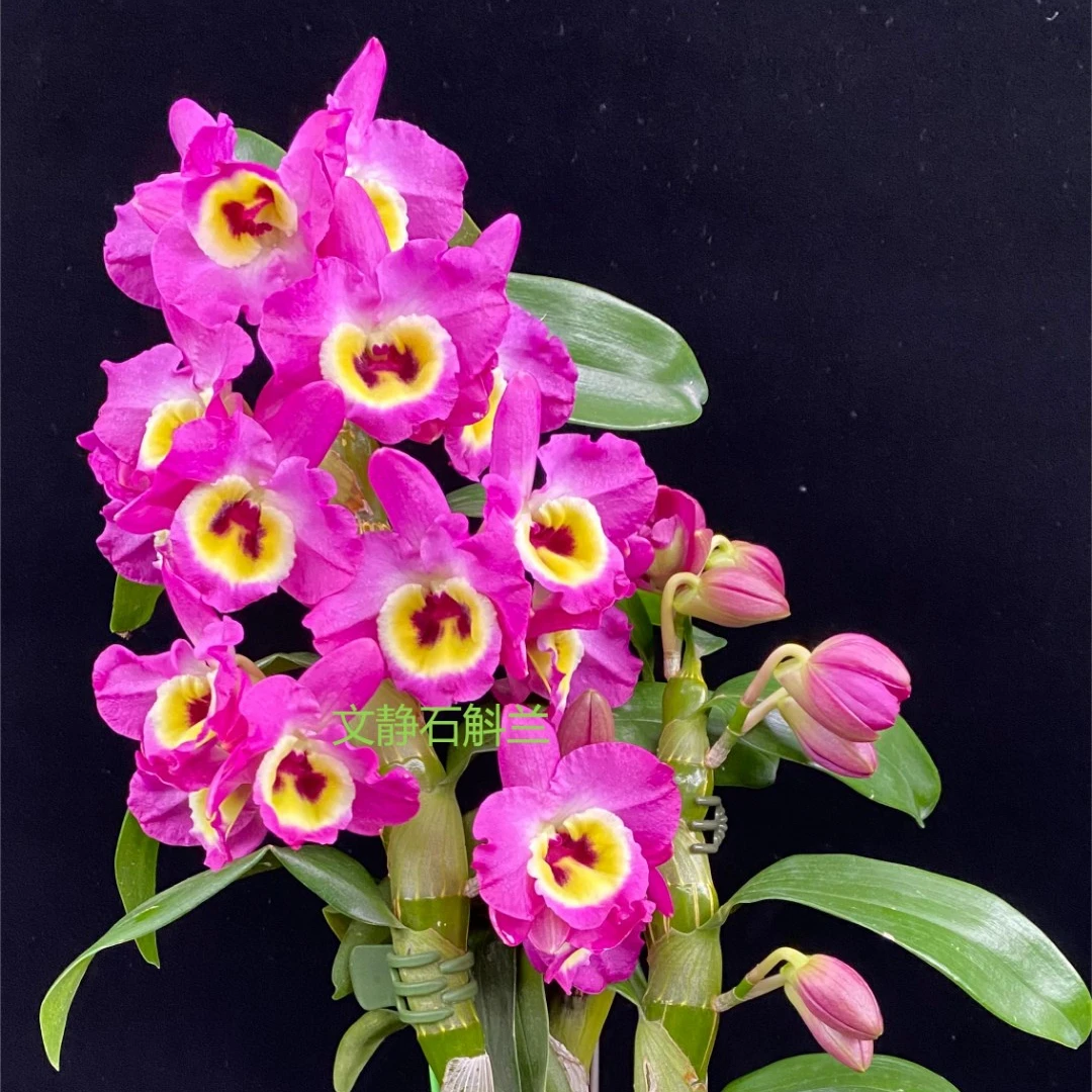 【大男孩】文静兰园杂交春石斛易养易活爆花美丽洋兰批发高端精品