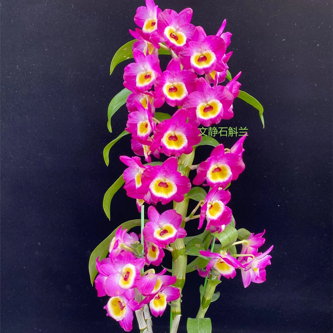 公主梦-文静兰园杂交春石斛易养易活爆花美丽洋兰批发高端精品