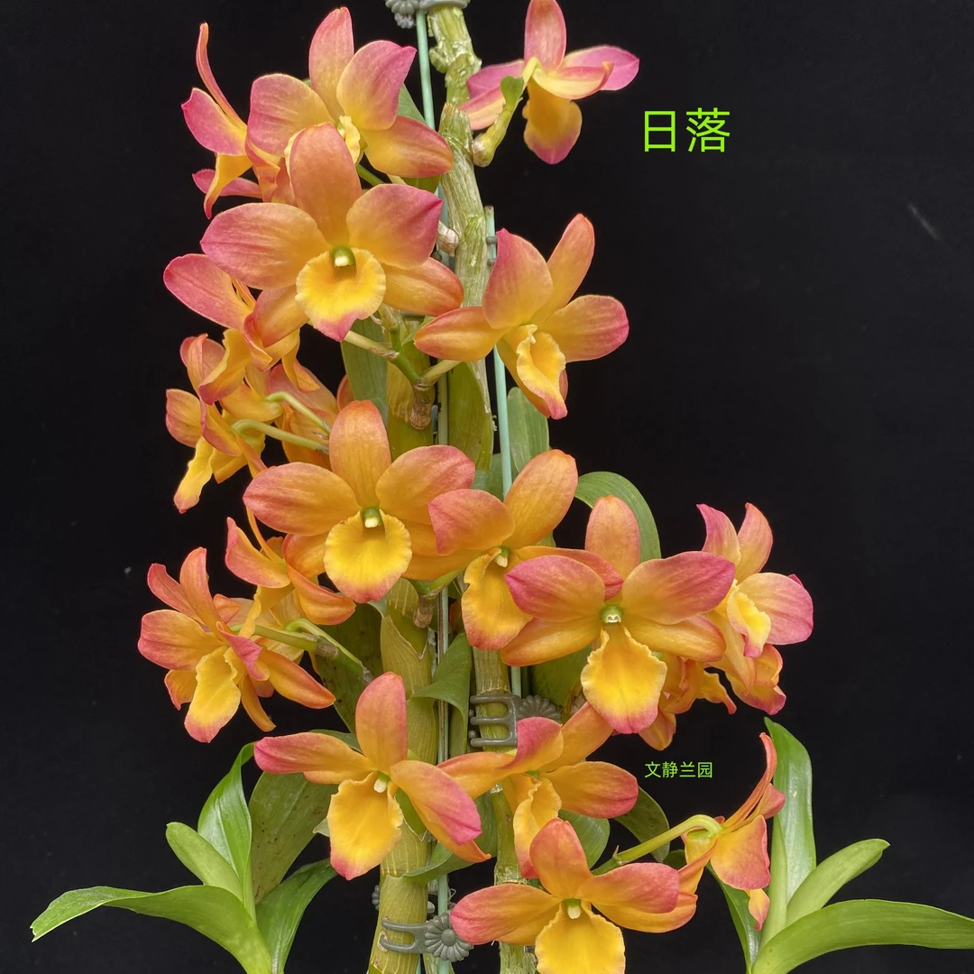 【日落】黄昏文静兰园杂交春石斛易养易活爆花美丽洋兰批发高端精品