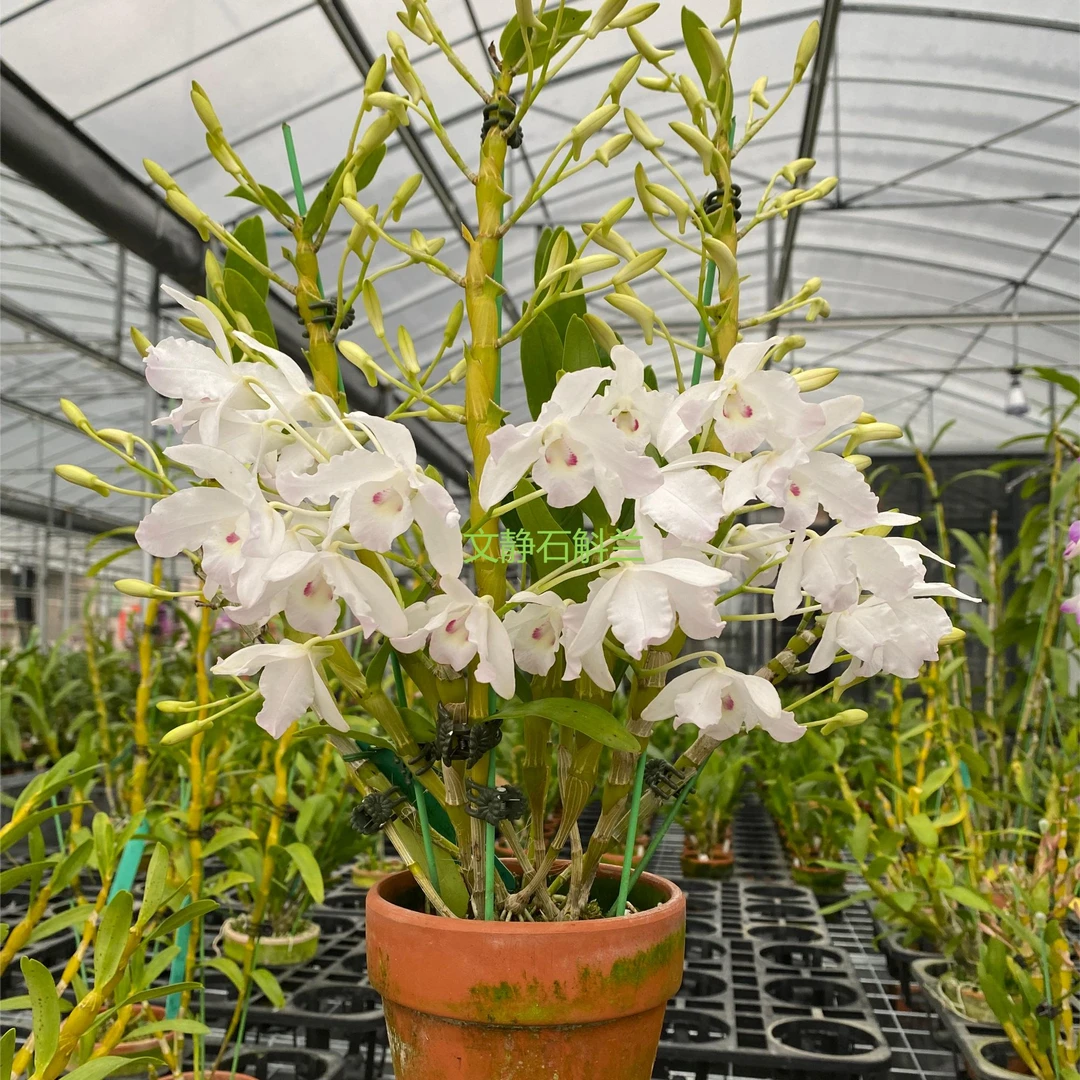 【融水半白樱】文静石斛兰  高端精品好养爆花