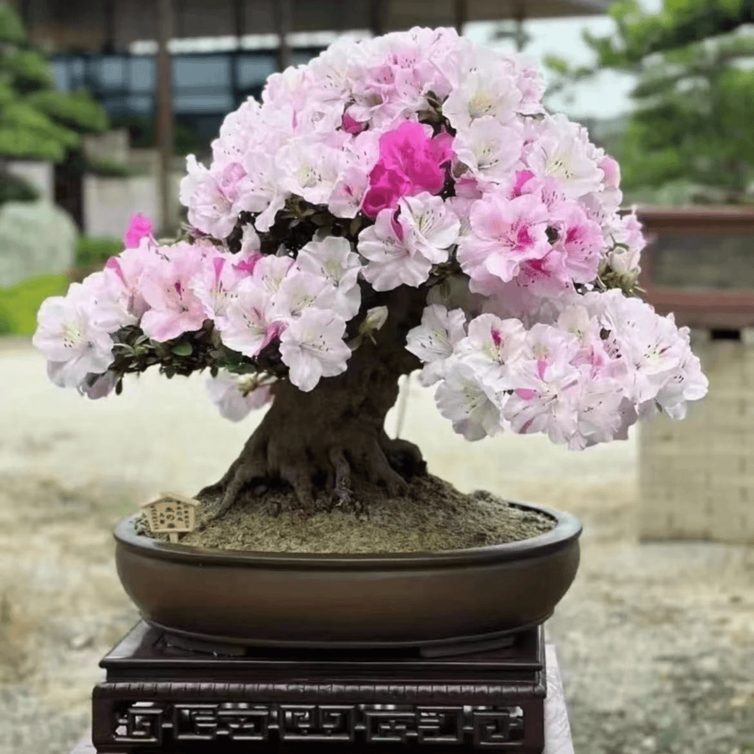 杜鹃老庄基地直发一手货源（包打木架不包邮）