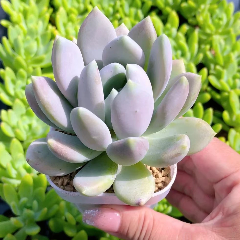 【8090多肉】精品胖美人（整桩整群）高颜值室内多肉庭院摆件净化空气