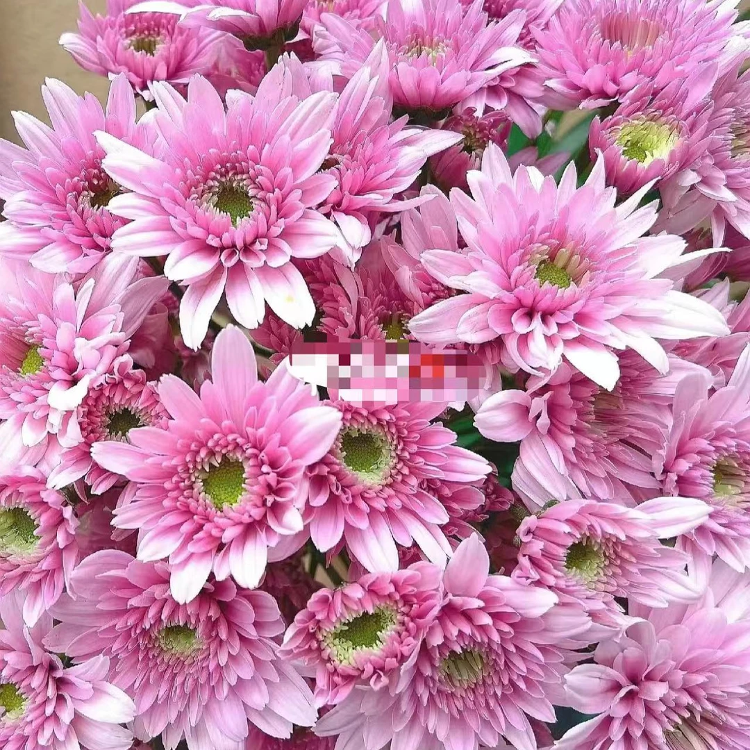 (花努力)蒲山粉小菊花旗超长,顺丰包邮