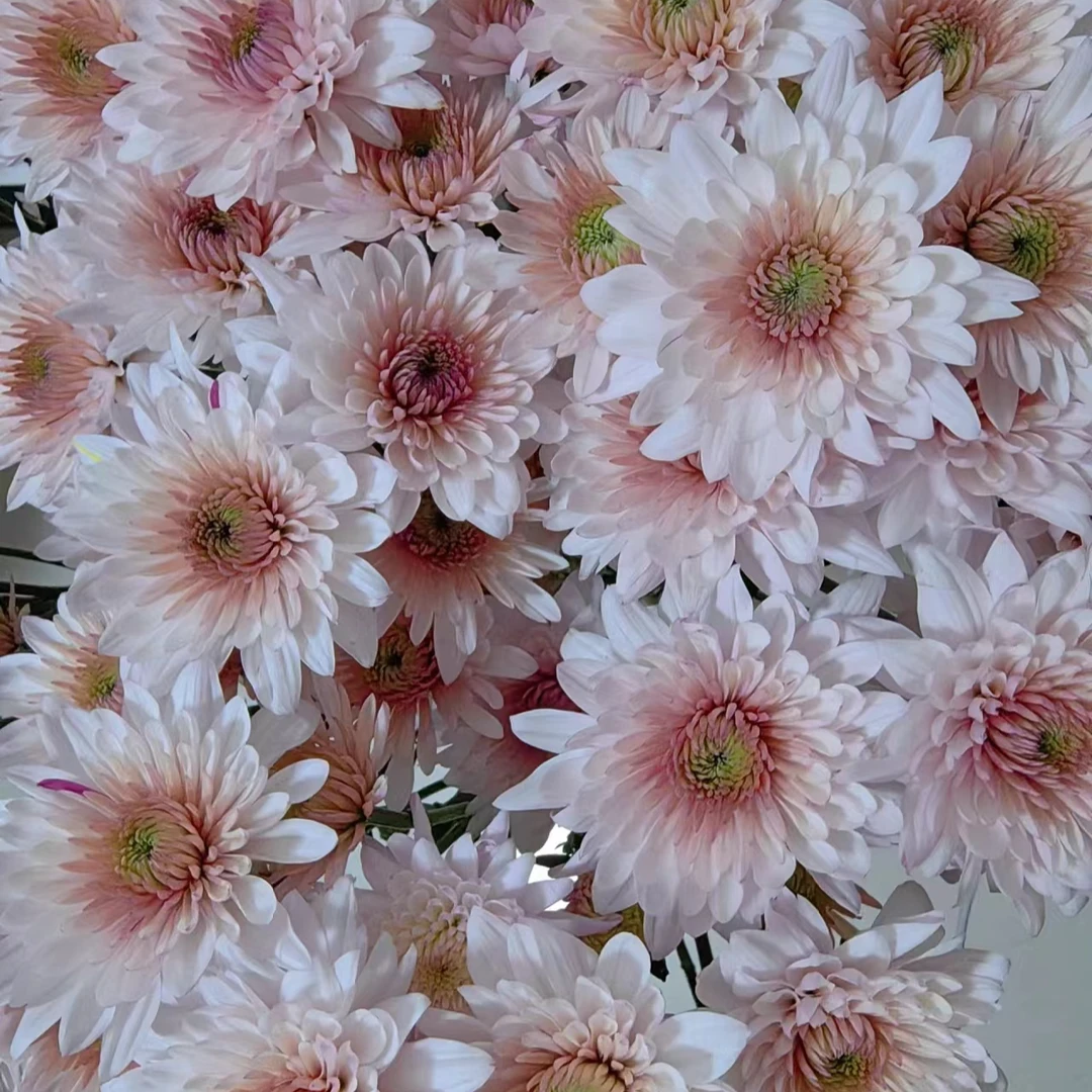 (花努力)奶油蛋糕小菊10支,养几天颜色越来越好看,顺丰包邮