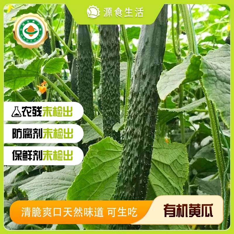 【源食生活】有机刺黄瓜5斤 清香新鲜采摘发货绿色蔬菜无农残农场发