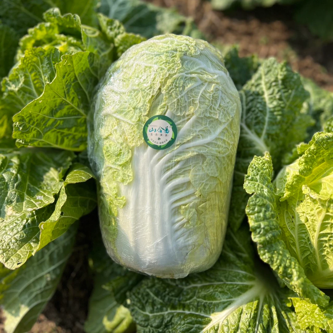 【源食生活】有机白菜 现货现发新鲜儿菜健康源头直供配送干净菜