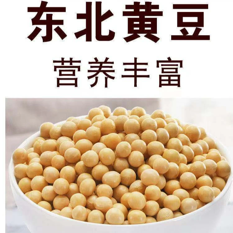 非转基因 新货东北黄豆