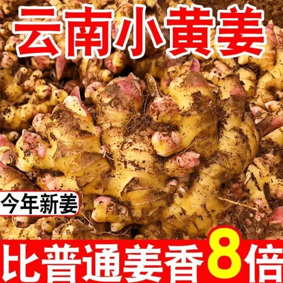 Q云南正宗山地小黄姜现挖现发新姜无硫磺包邮3斤5斤