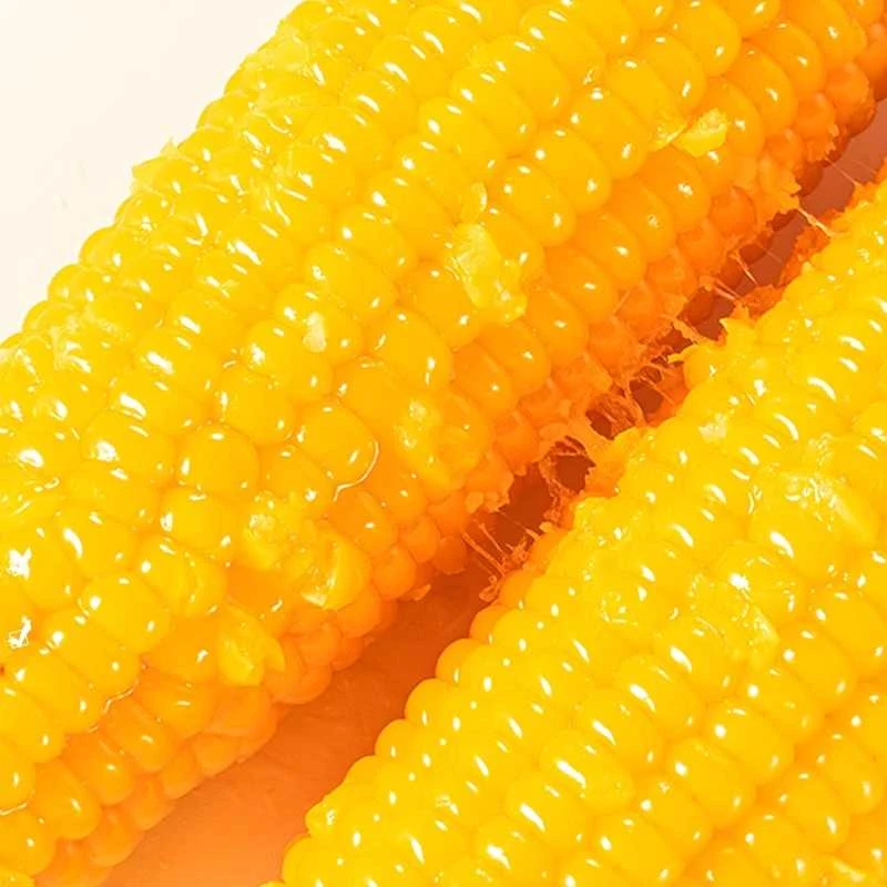 【甄选糯玉米推荐】头茬东北黑土地黄糯玉米10根玉米糯玉米