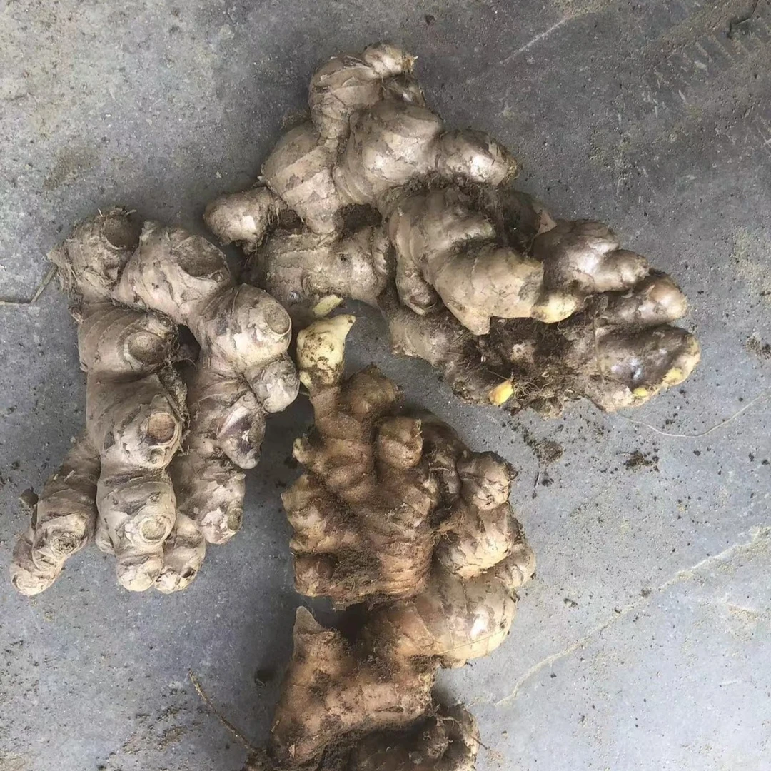 云南特辣老品种乌姜