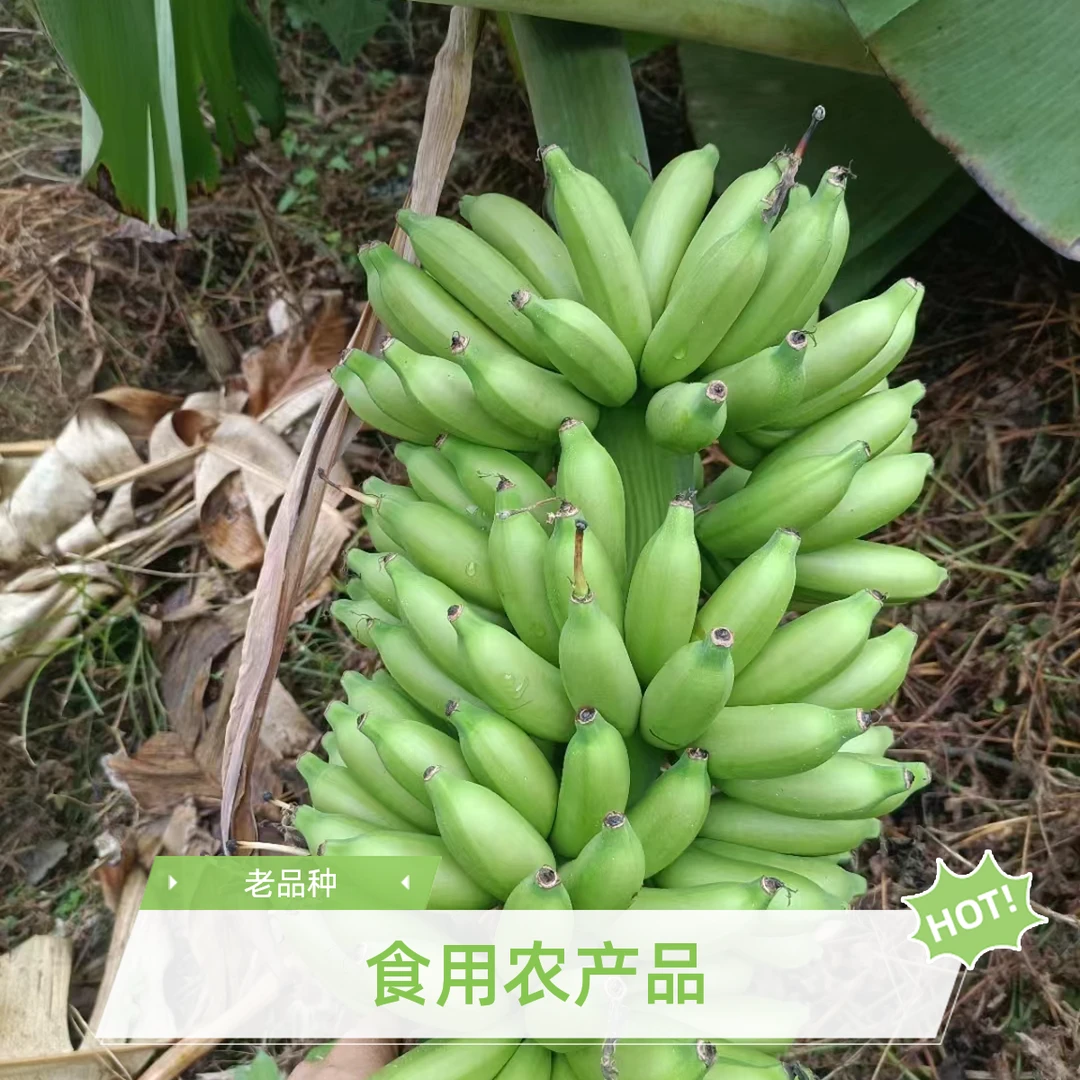 云南本地老品种迷你皇帝蕉