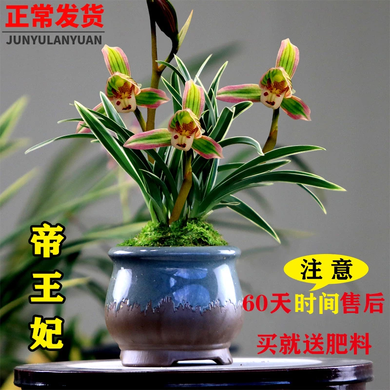 兰花苗建兰四季兰 妃 金边线艺浓香型花卉办公室