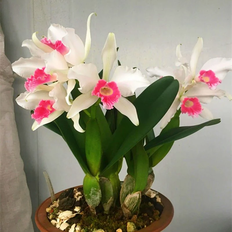 浓香大花卡特兰品种卡特兰花苗洋兰盆栽附生兰苗稀少品种
