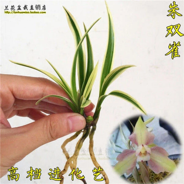 特漂亮!艺兰 朱双雀 春兰兰花苗 好养易成活 室内绿植花卉