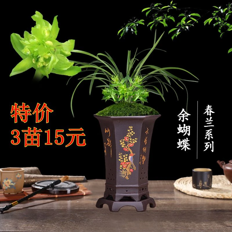 !兰花盆栽植物室内春兰余蝴蝶 香好养客厅名