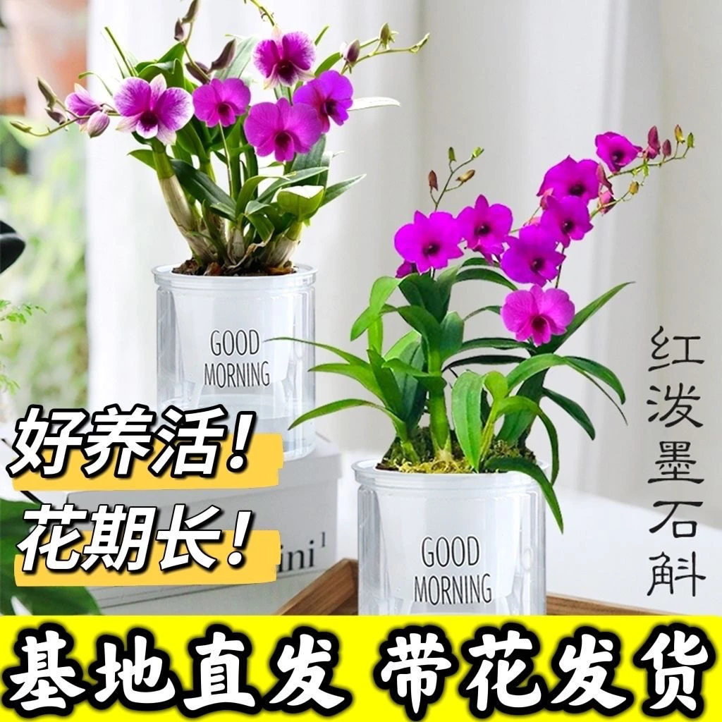 买贵退 带多支花 红泼墨石斛 香水石斛 栽培带盆土发货兰花
