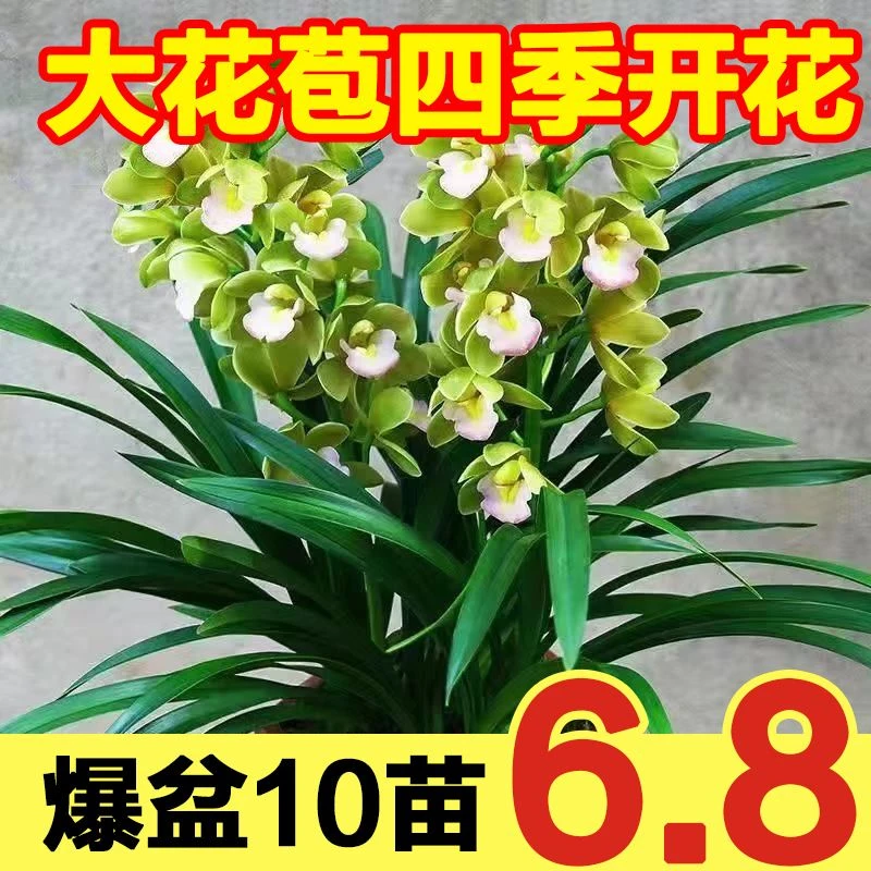 耐寒浓香型兰花四季开花苗室内盆栽花卉墨兰大花苞大宽叶
