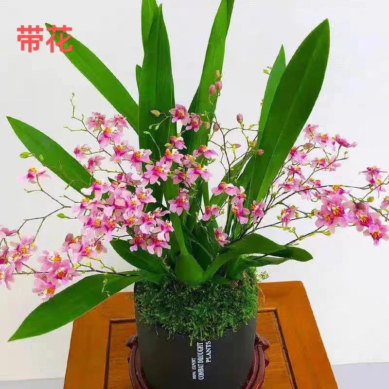 水培梦香文心兰浓香花 兰科爆盆室内花卉
