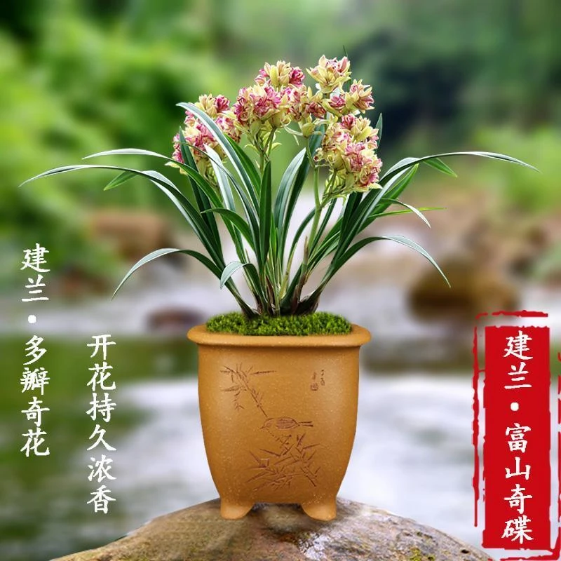 爆盆10苗连体 兰花 富山奇蝶 兰花 室内盆栽花卉绿植